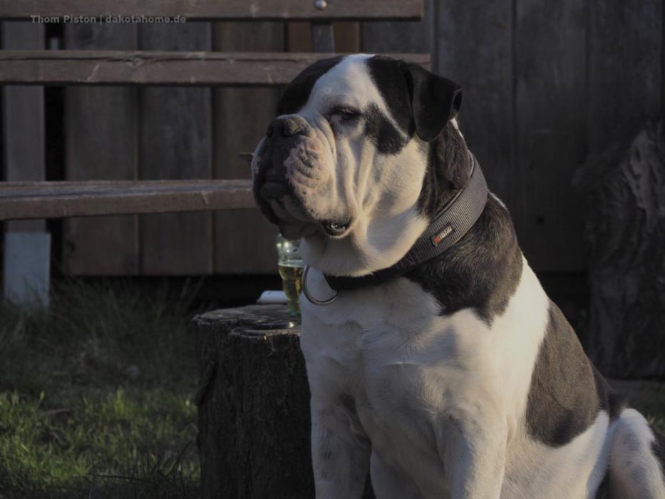 Alwin, The greatest Old British Bulldog at Dakota Home 