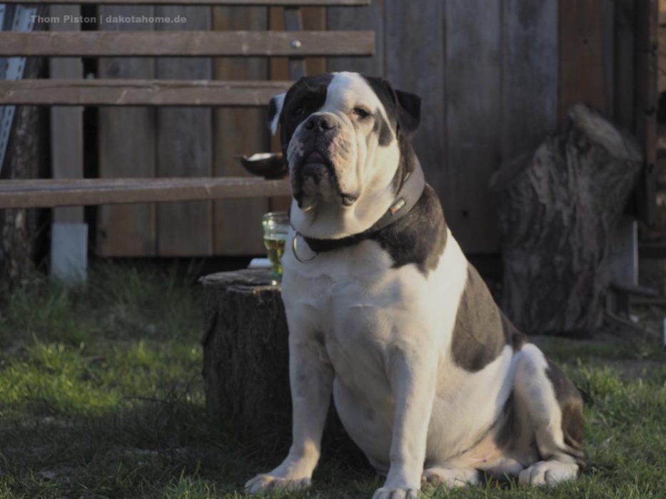 unser verwöhntes kleines Einzelkind, Alwin, die Old British Bulldog