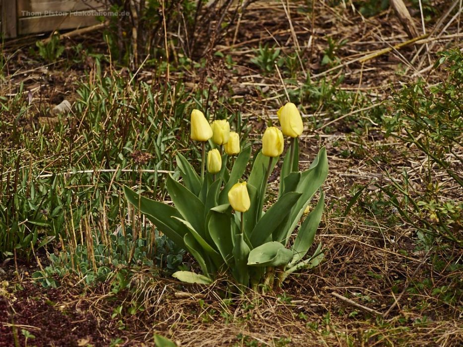 Tulpen haben sich hier irgendwie selbst ausgesät