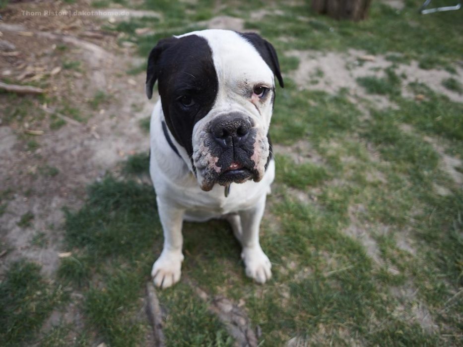 Alwin The Old British Bulldog at Dakota Home