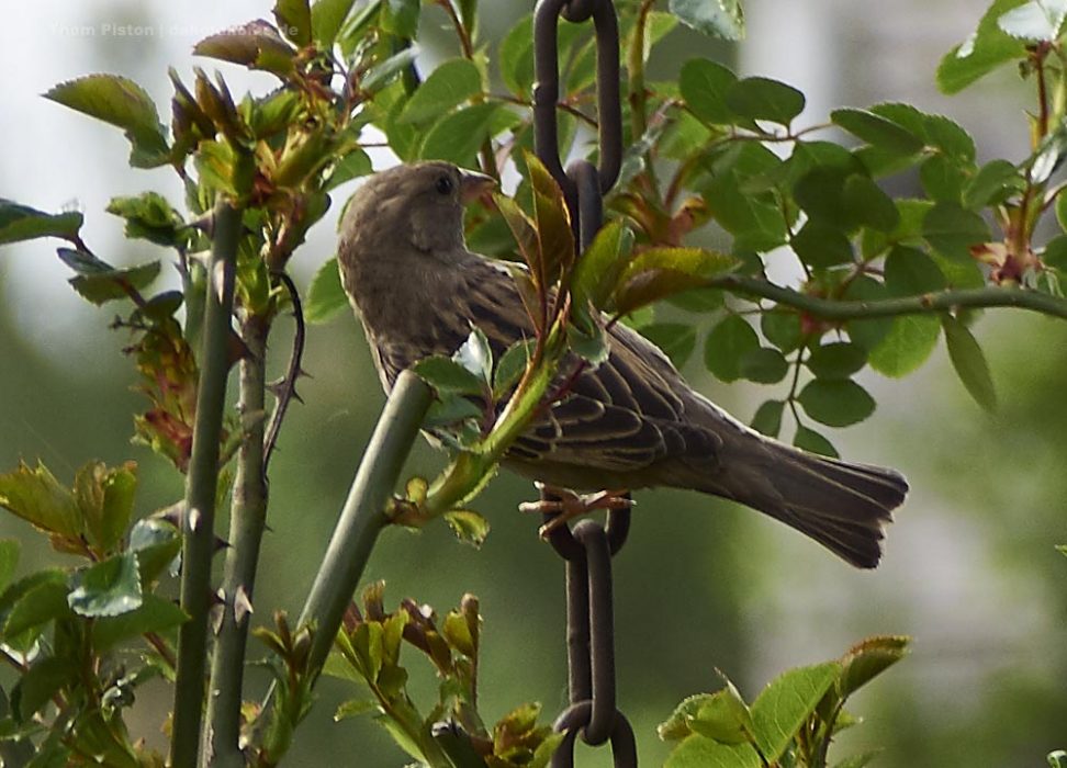 Spatz im Rosenbusch