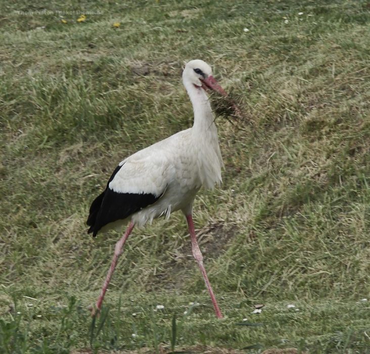 unser Storch beim Nestbau