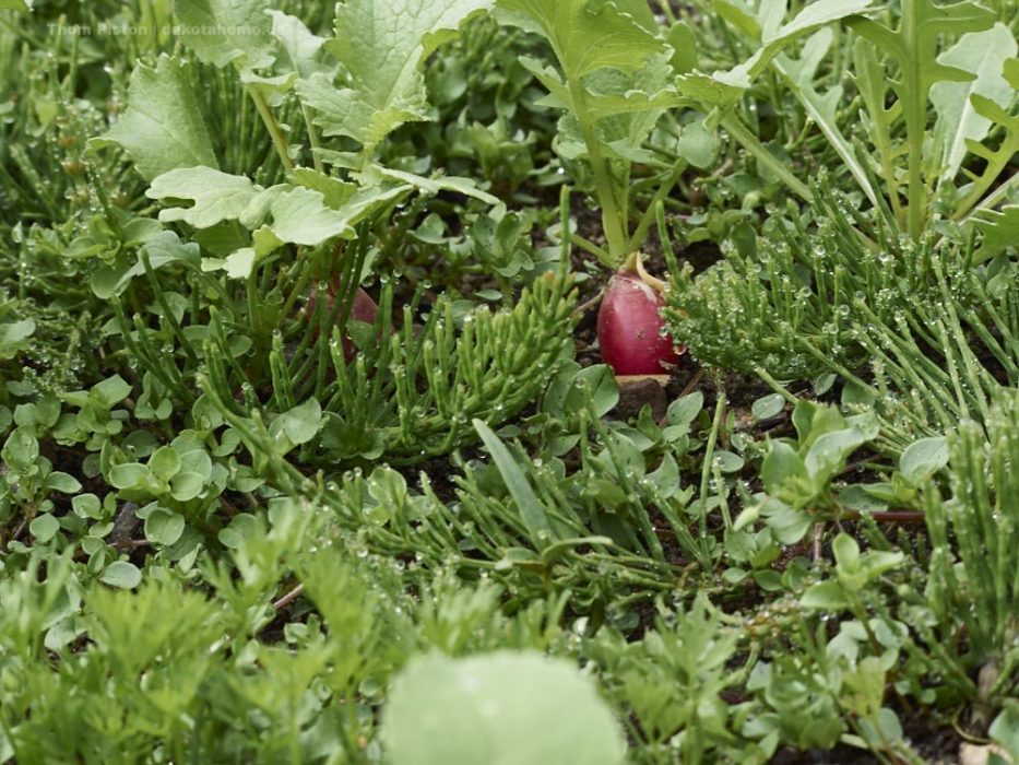 Radieschen im Selbstversorgergarten