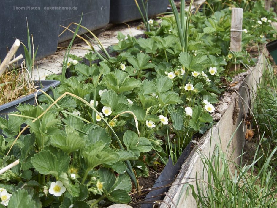 Erdbeeren selbst angebaut