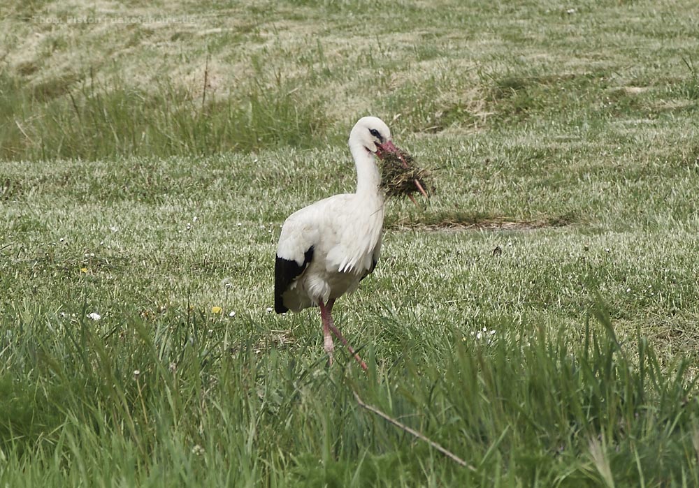 Fleissiger Storch