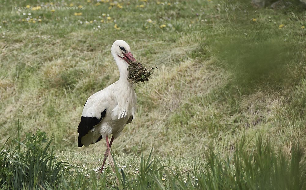 Storch im Einrichtungswahn