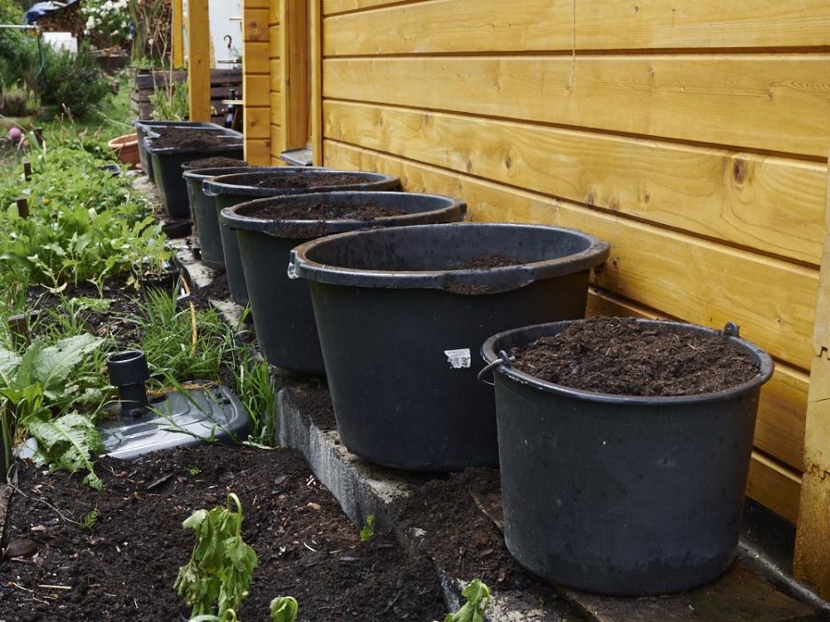 Unsere Tomaten Töpfe an der Ponderosa