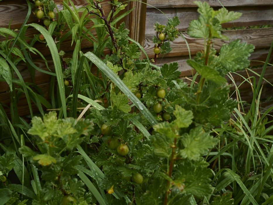 Stachelbeeren ende Mai