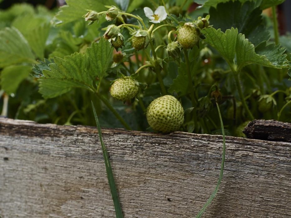 Erdbeeren