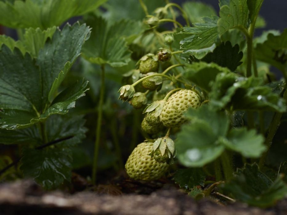 die Erdbeeren scheinen dieses  Jahr mehr Lust zu haben