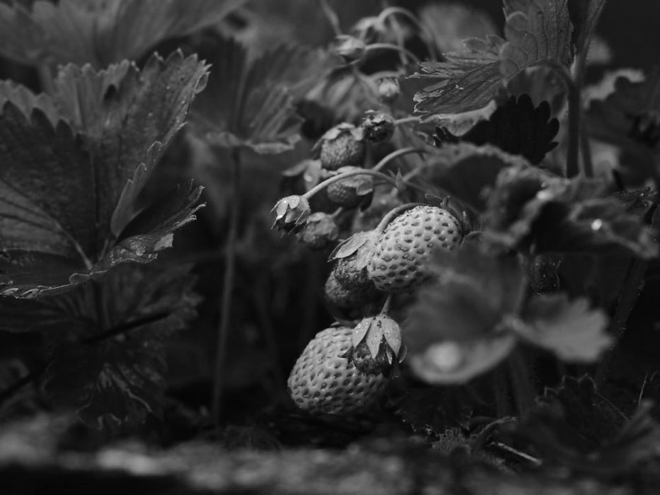 Erdbeeren Selbstversorgergarten