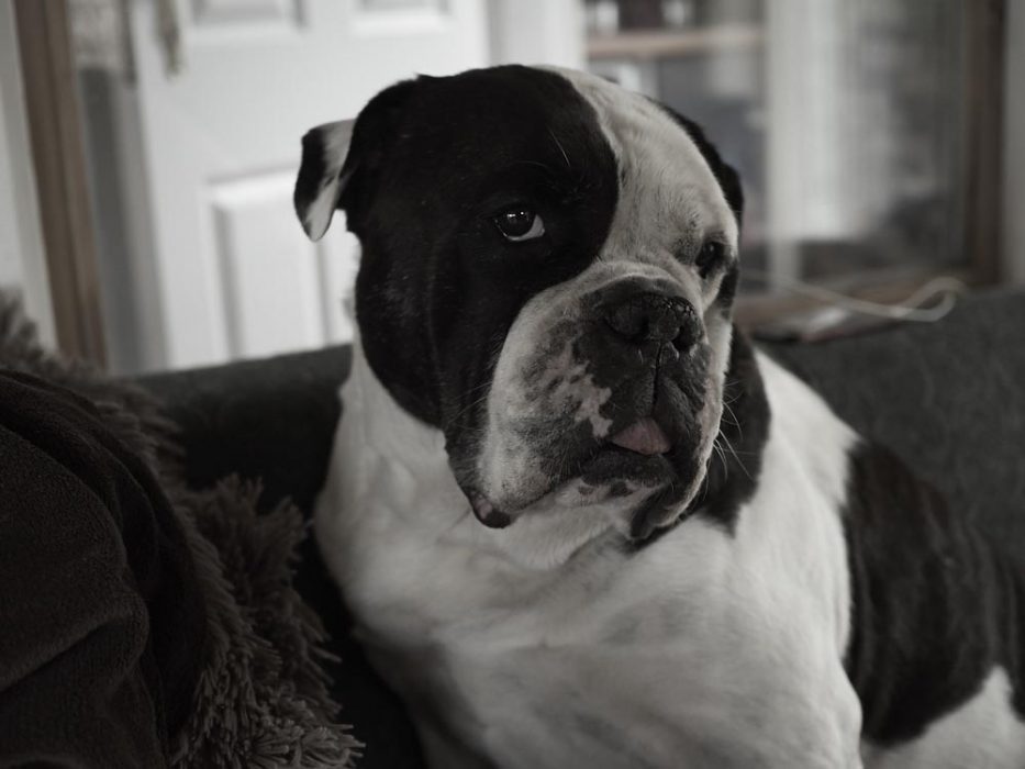 Alwin, die beste Bulldogge der Welt, Ende Mai 2020