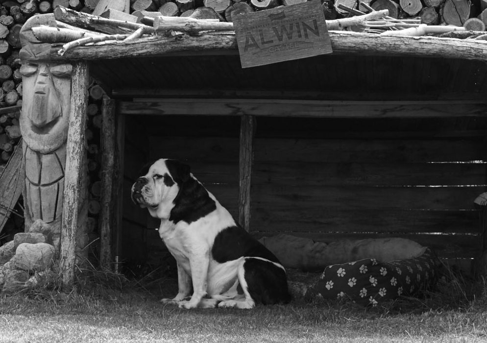 Alwin, die Beste Bulldogge der Welt