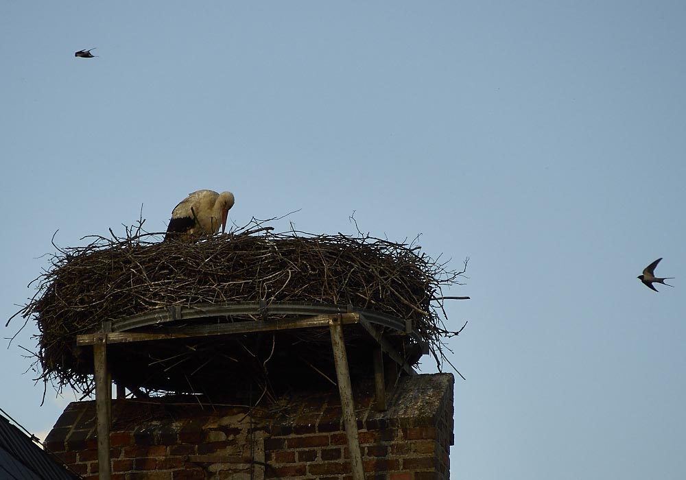 Storch in Briesen