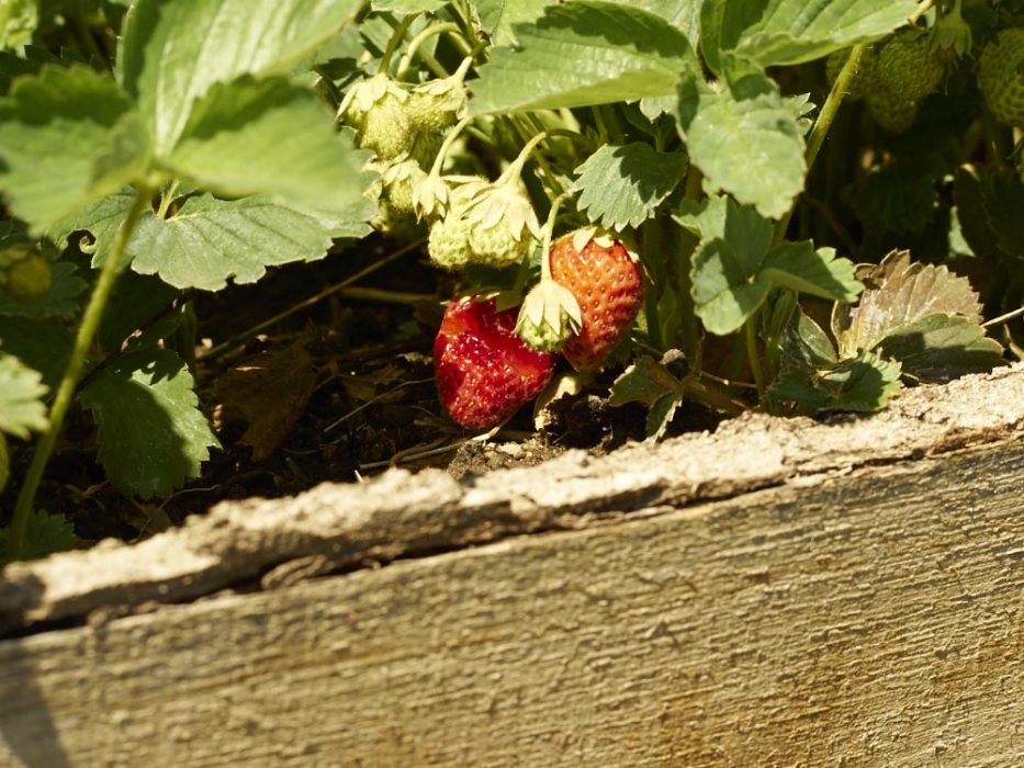 selbstversorgergarten erdbeeren