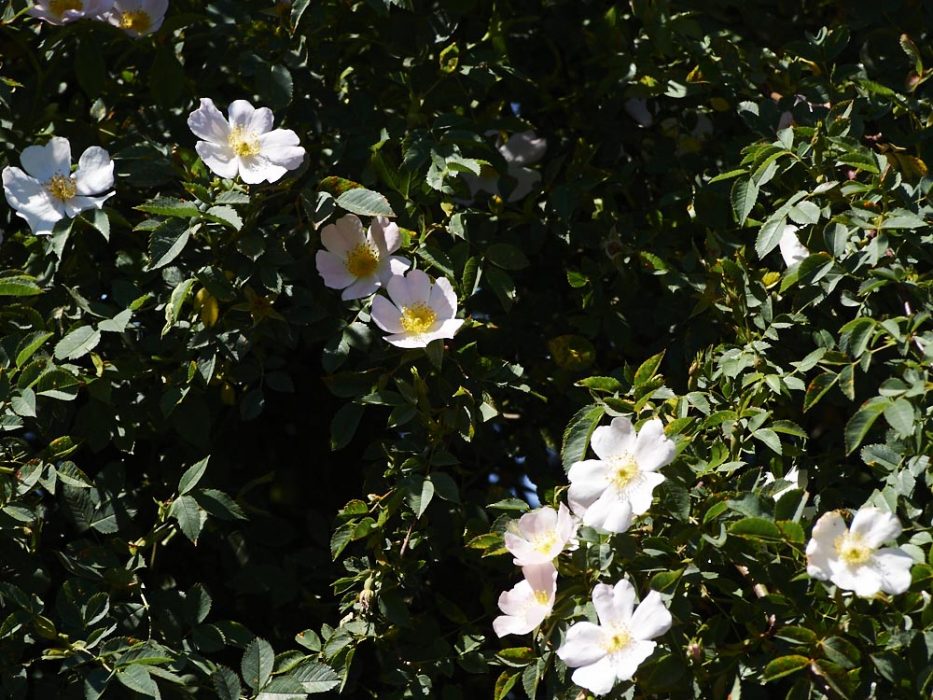 Rosenblüte brandenburg