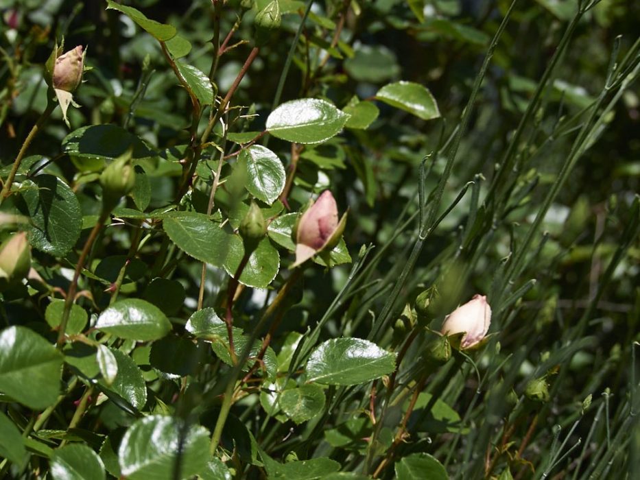 Rosen in Brandenburg