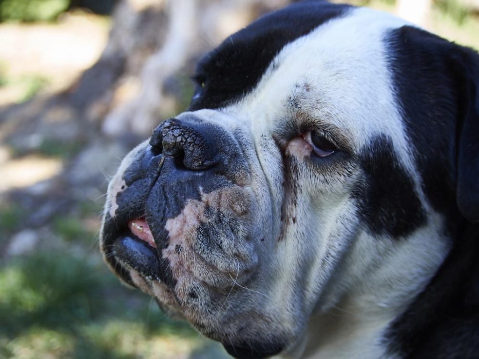 Old English Bulldog