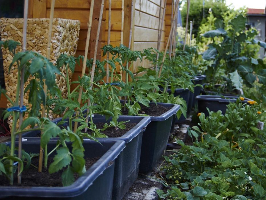 Selbstversorgergarten tomaten