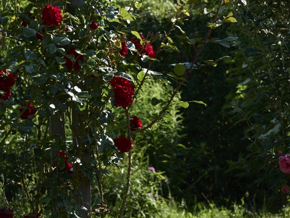 Rosen auch an der Ponderosa