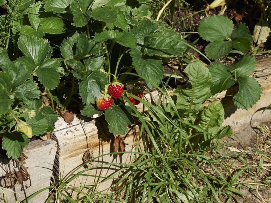 Erdbeeren im Dakota Home