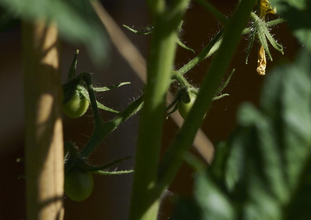 Tomaten Brandenburg