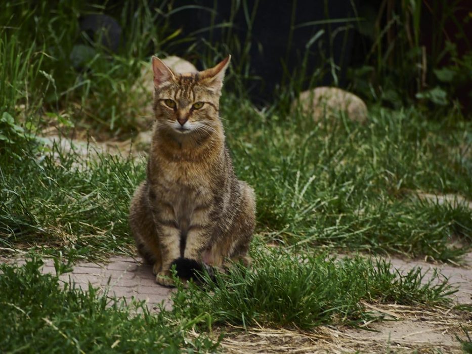 Katzen müssen hier Mutig sein..Alwin mag die nicht