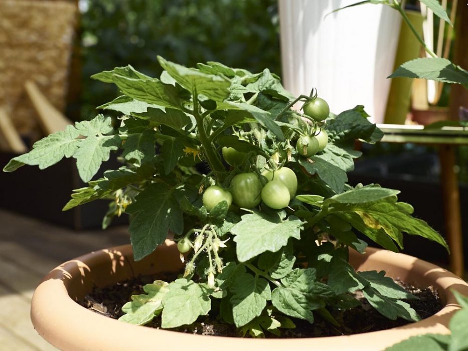 Tomaten werden so langsam wobei die Fotos hier jetzt schon paar Tage alt sind