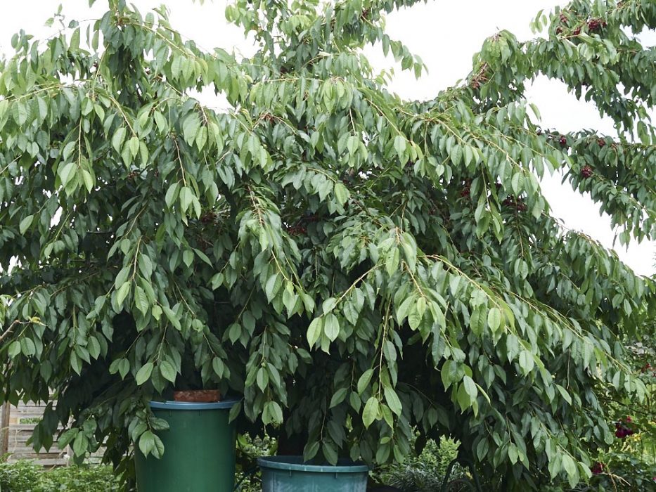 Süßkirschenbaum, den dürfen die Vögel haben