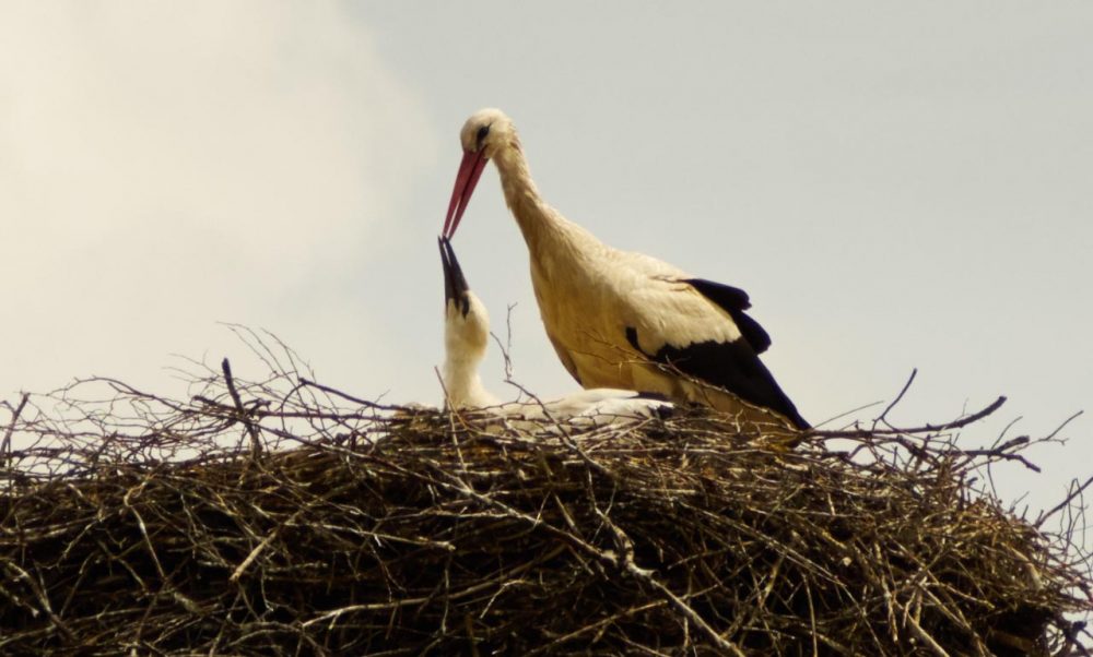 Storch beim Füttern seiner Jungen