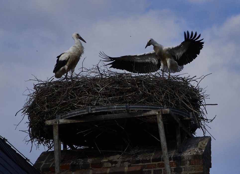 Junge Störche im Nest beim lange Weile vertreiben