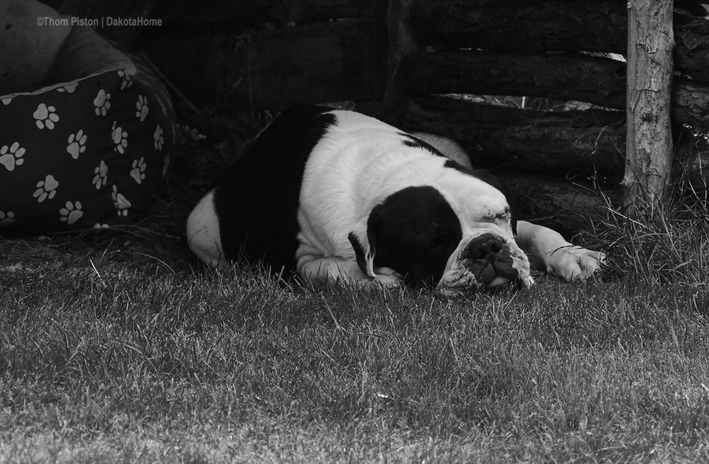 Alwin unsere Bulldogge