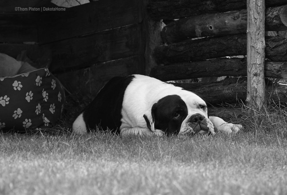 Alwin, The Greatest Old British Bulldog