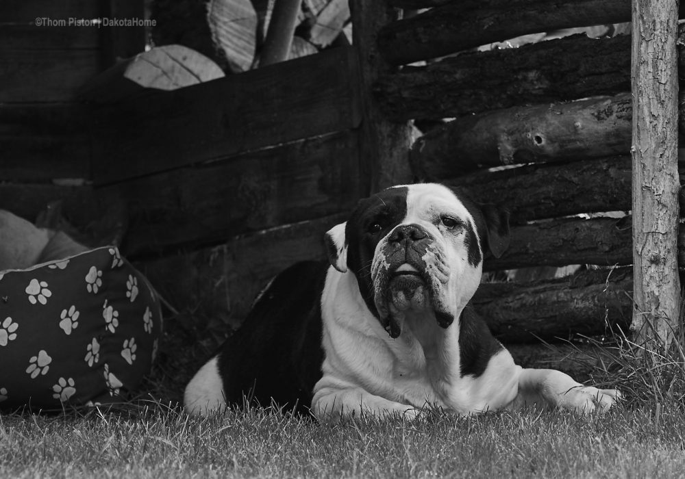 unser Einzelkind, Alwin the Old British Bulldog, Brandenburg, Dakota Home