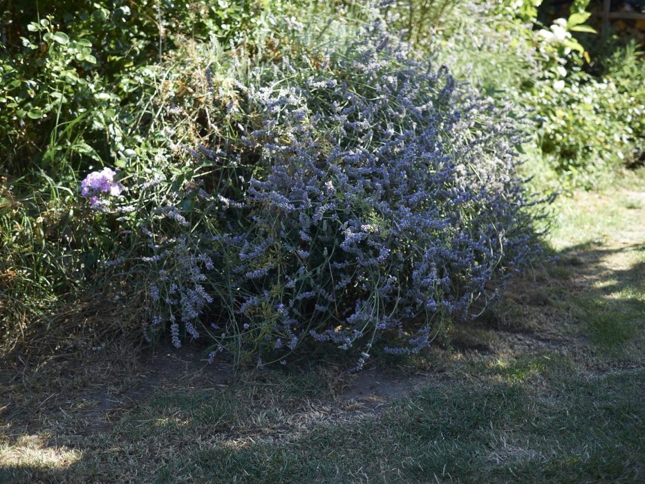 der Lavendel wucherte in den Weg rein und jetzte war genau die Richtige zeit Ihn zu beschneiden