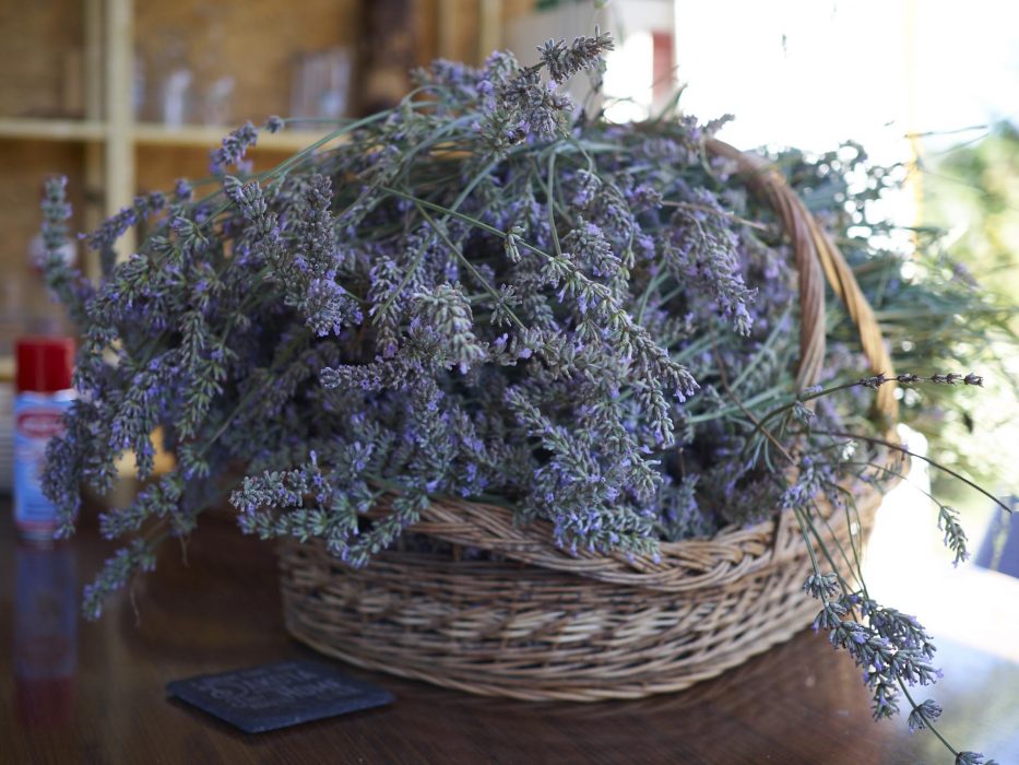 Lavendel Ernte