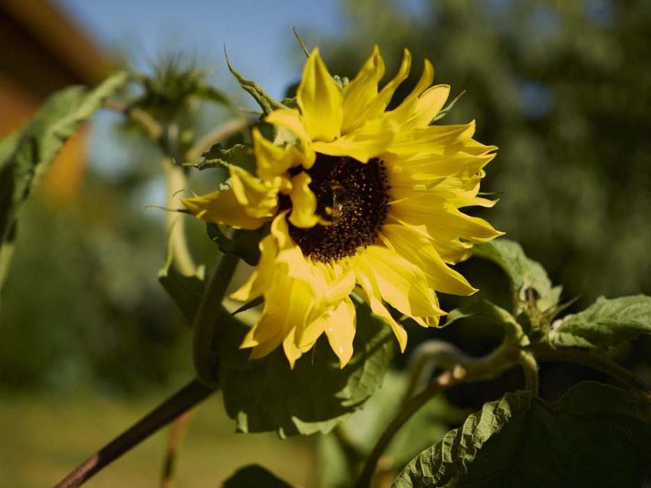 Sonnenblumen haben wir dieses Jahr etliche, das verpätete umsetzten fanden Sie nicht sooo pralle...aber ich denk des wird noch