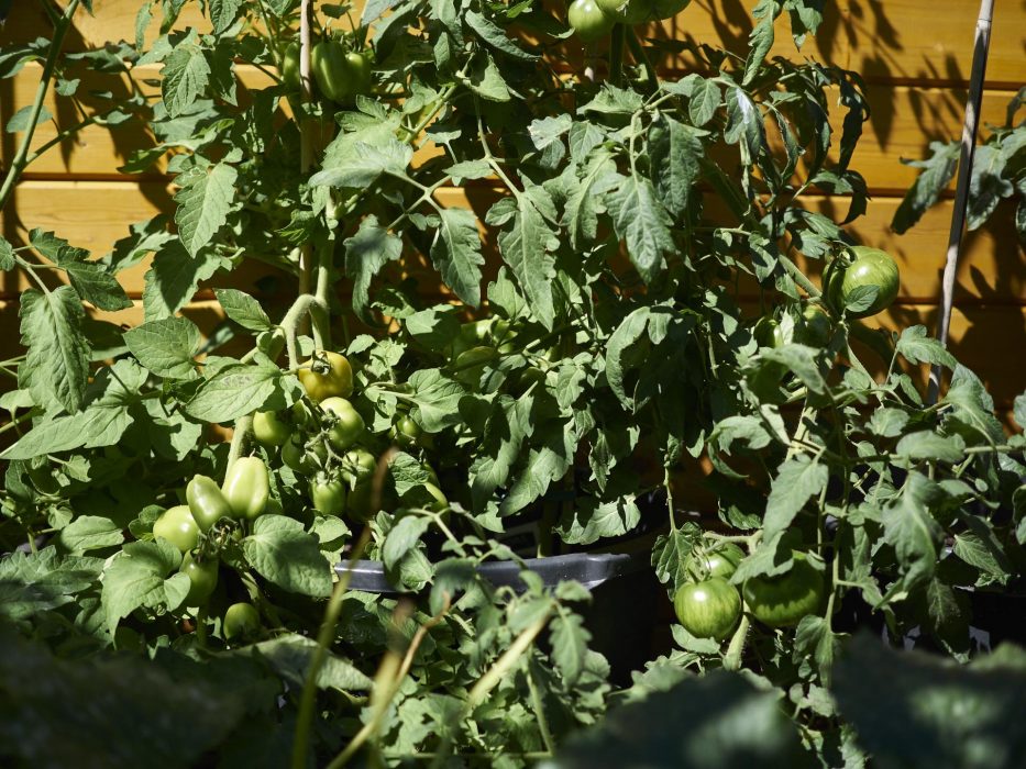 die Blogs sind Voll von riesen Tomaten ernten, bei uns ist alles noch grün