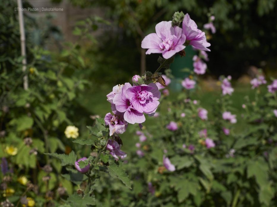 ein paar blumen gibts noch