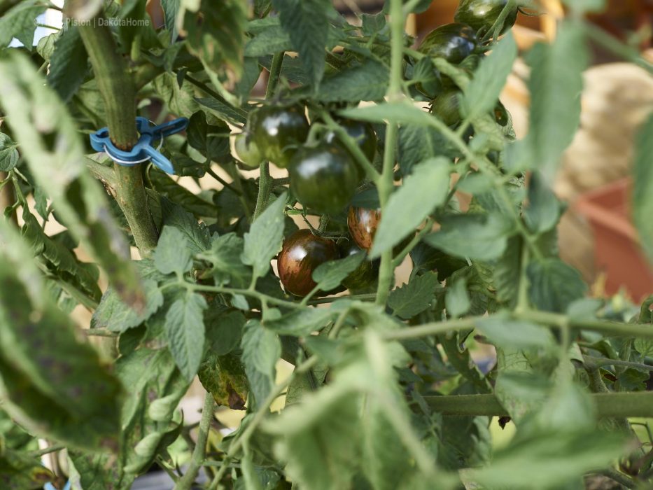 Tomaten Chaos an jeder Ecke im Garten
