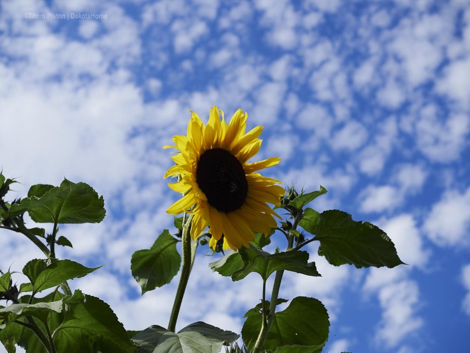 Sonnenblumen in Brandenburg