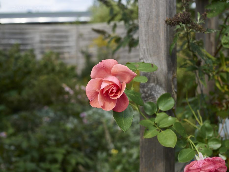 Rosen mitte September in Brandenburg