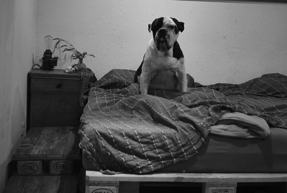 Bulldogge im Bett