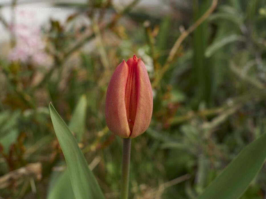 Tulpen im April