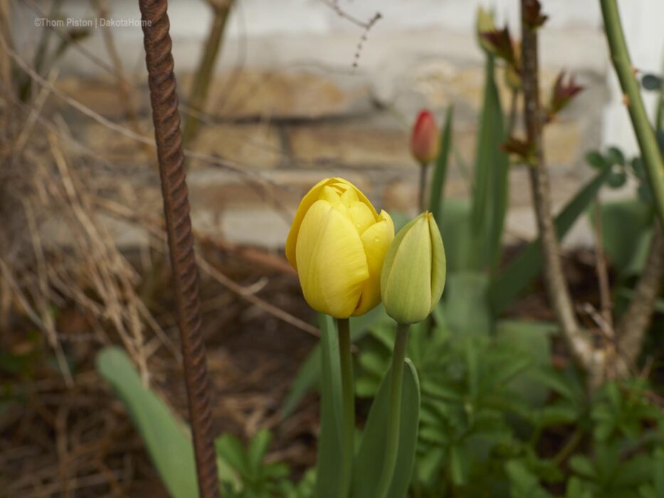 Tulpen überall