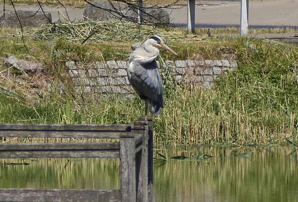 Fischreiher in Brandenburg