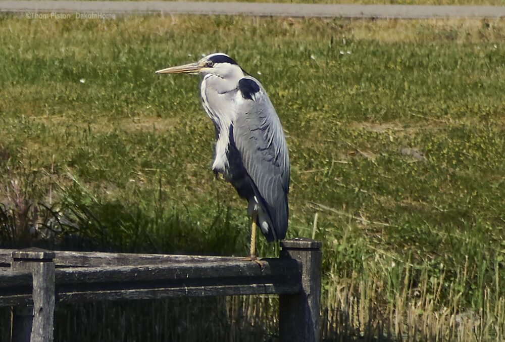 Fischreiher am Dorfteich