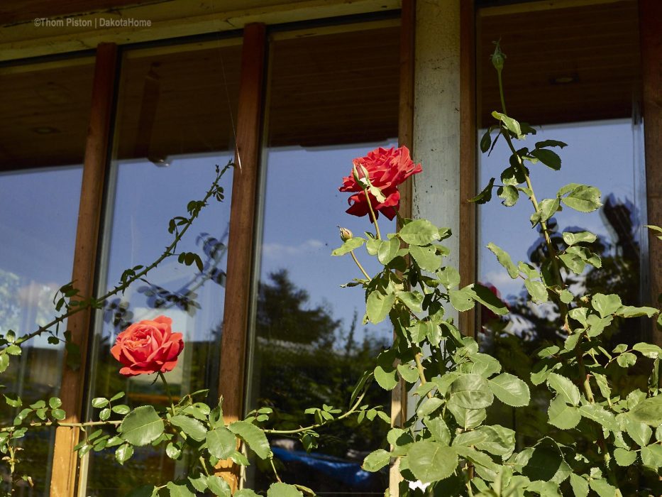 Rote Rosen am Dakota