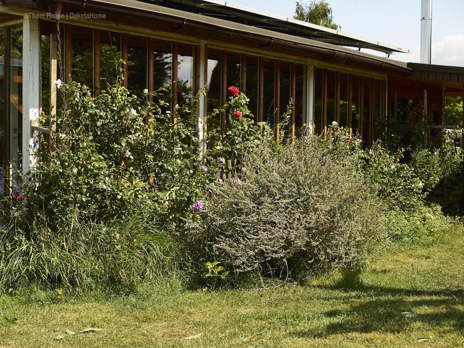 Lavendel im Garten