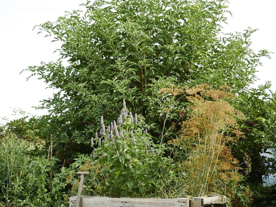 Hollunder im Garten